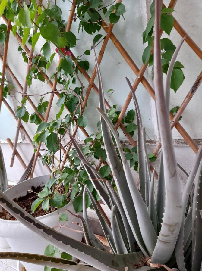 Rena'S Traditional Aegean House By The Sea Peraía 외부 사진